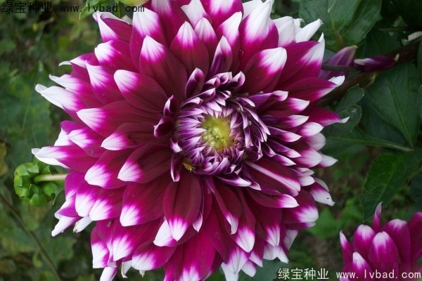 大丽花种子