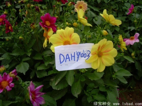 大丽花种子