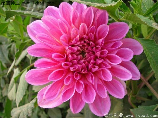 大丽花种子