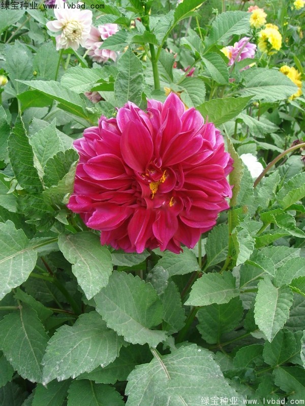 大丽花种子
