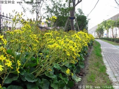 大吴风草种子