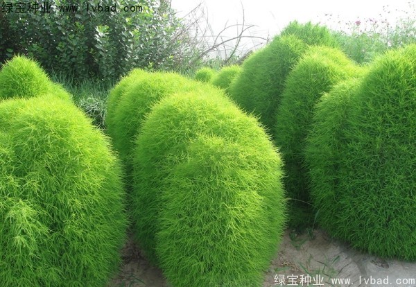 地肤种子