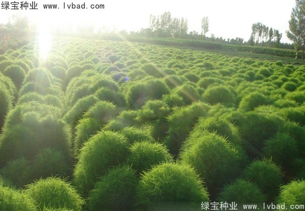 地肤种子