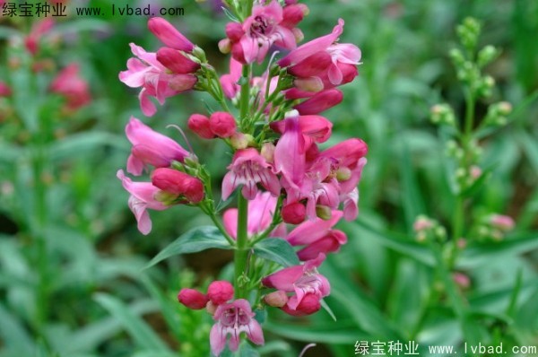吊钟柳种子