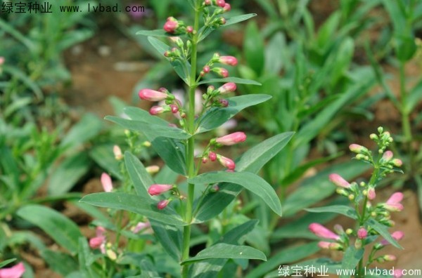 吊钟柳种子