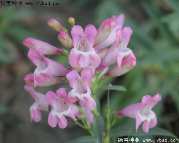 吊钟柳种子