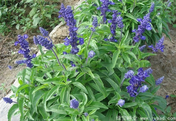 <a href='https://www.lvbad.com/caohuazhongzi/1044.html' target='_blank'>芳香鼠尾草种子</a>