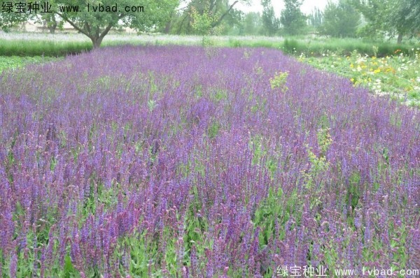 芳香鼠尾草种子