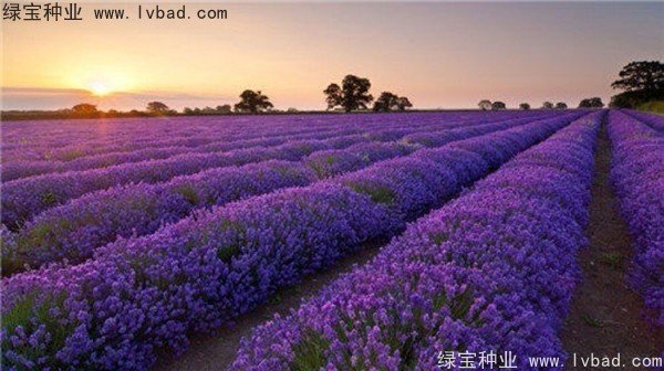 芳香鼠尾草种子
