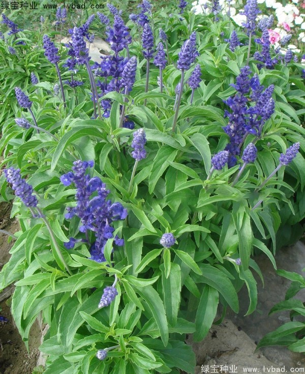 <a href='https://www.lvbad.com/caohuazhongzi/1044.html' target='_blank'>芳香鼠尾草</a>种子