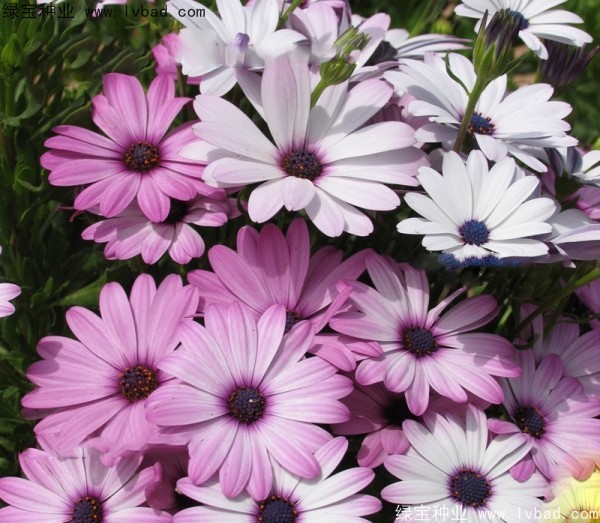 南非州<a href='https://www.lvbad.com/caohuazhongzi/1631.html' target='_blank'>万寿菊</a>非洲菊.jpg