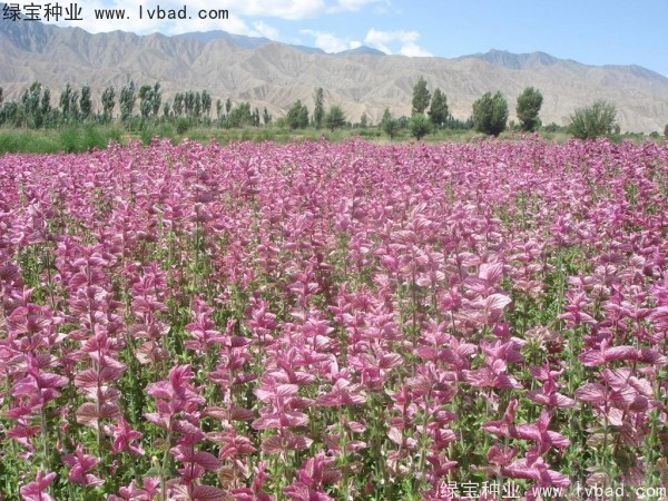 粉花<a href='https://www.lvbad.com/caohuazhongzi/1626.html' target='_blank'>鼠尾草</a>种子