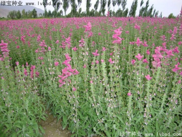 <a href='https://www.lvbad.com/caohuazhongzi/1048.html' target='_blank'>粉花鼠尾草种子</a>