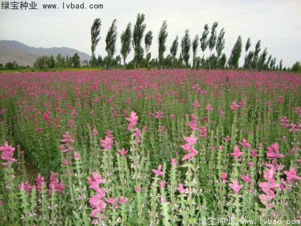 <a href='https://www.lvbad.com/caohuazhongzi/1048.html' target='_blank'>粉花鼠尾草</a><a href='https://www.lvbad.com/' target='_blank'>种子</a>