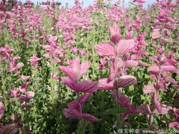 粉花鼠尾草种子