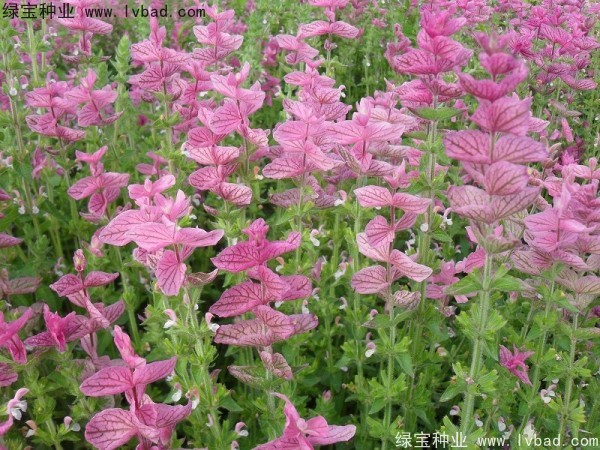 粉花鼠尾草种子