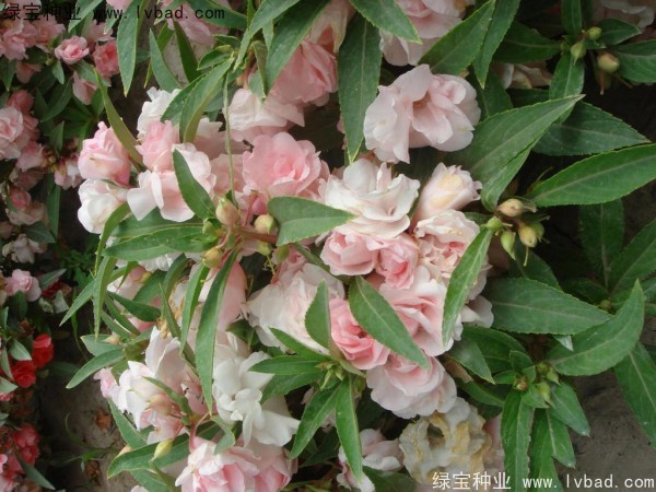 <a href='https://www.lvbad.com/caohuazhongzi/1655.html' target='_blank'>指甲花</a>种子