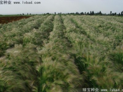 狗尾草种子