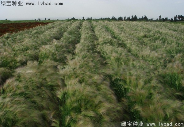 <a href='https://www.lvbad.com/caohuazhongzi/1055.html' target='_blank'>狗尾草种子</a>