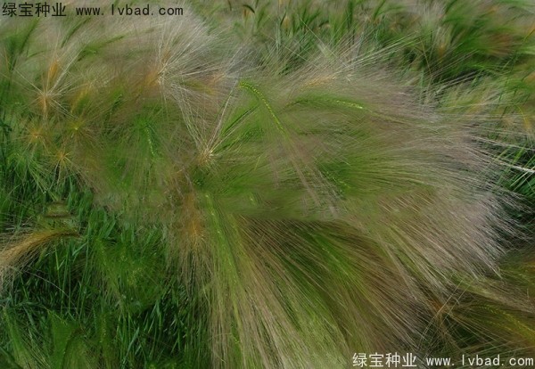 <a href='https://www.lvbad.com/caohuazhongzi/1055.html' target='_blank'>狗尾草</a><a href='https://www.lvbad.com/' target='_blank'>种子</a>
