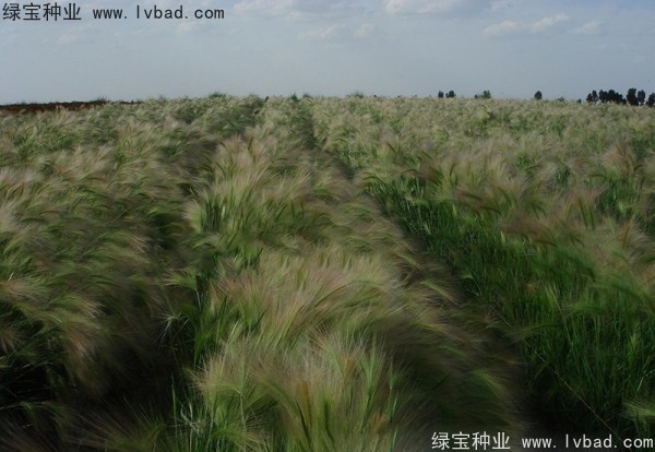 <a href='https://www.lvbad.com/caohuazhongzi/1055.html' target='_blank'>狗尾草种子</a>