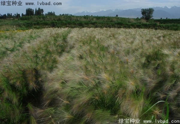 <a href='https://www.lvbad.com/caohuazhongzi/1055.html' target='_blank'>狗尾草</a><a href='https://www.lvbad.com/' target='_blank'>种子</a>