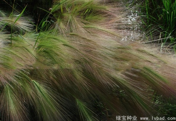 <a href='https://www.lvbad.com/caohuazhongzi/1055.html' target='_blank'>狗尾草种子</a>