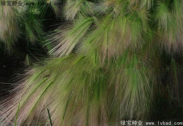 狗尾草种子