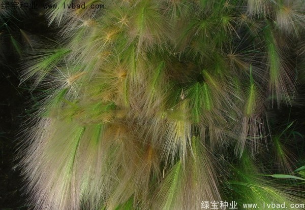 狗尾草<a href='https://www.lvbad.com/' target='_blank'>种子</a>
