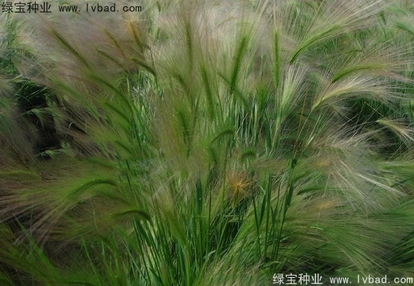狗尾草种子