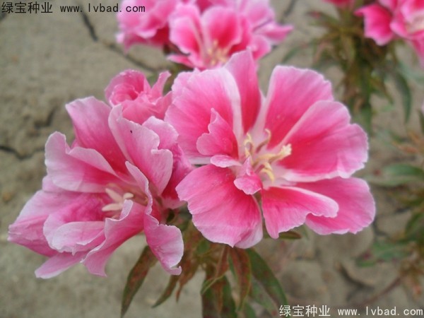 古代稀<a href='https://www.lvbad.com/' target='_blank'>种子</a>