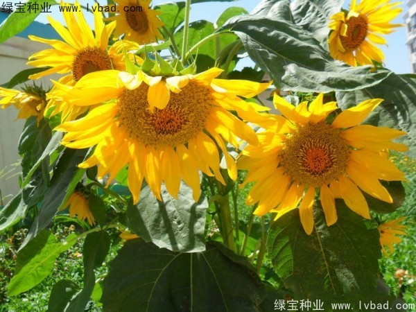 观赏<a href='https://www.lvbad.com/caohuazhongzi/97271.html' target='_blank'>向日葵</a><a href='https://www.lvbad.com/' target='_blank'>种子</a> <a href='https://www.lvbad.com/caohuazhongzi/1057.html' target='_blank'>观赏向日葵种子</a>