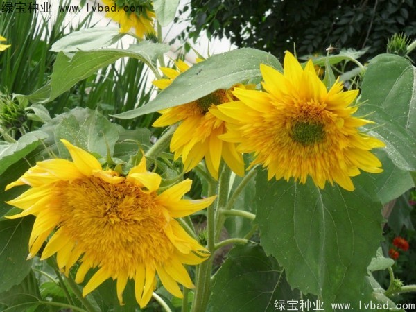 <a href='https://www.lvbad.com/caohuazhongzi/1057.html' target='_blank'>观赏向日葵种子</a> 观赏<a href='https://www.lvbad.com/caohuazhongzi/97271.html' target='_blank'>向日葵种子</a>