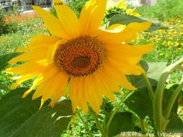 <a href='https://www.lvbad.com/caohuazhongzi/1057.html' target='_blank'>观赏向日葵</a>种子 观赏<a href='https://www.lvbad.com/caohuazhongzi/97271.html' target='_blank'>向日葵</a>种子