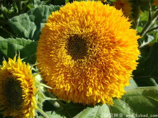 观赏向日葵种子 观赏向日葵种子