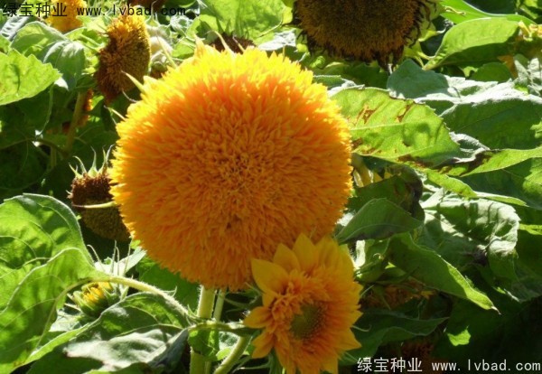 观赏<a href='https://www.lvbad.com/caohuazhongzi/97271.html' target='_blank'>向日葵种子</a> <a href='https://www.lvbad.com/caohuazhongzi/1057.html' target='_blank'>观赏向日葵</a><a href='https://www.lvbad.com/' target='_blank'>种子</a>
