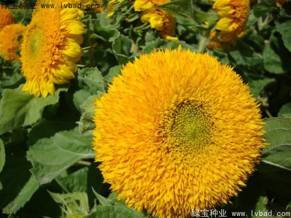 观赏<a href='https://www.lvbad.com/caohuazhongzi/97271.html' target='_blank'>向日葵</a>种子 观赏向日葵种子