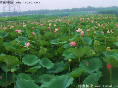 荷花种子