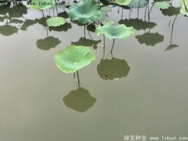 荷花图片
