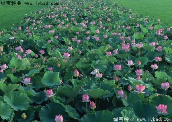 荷花图片