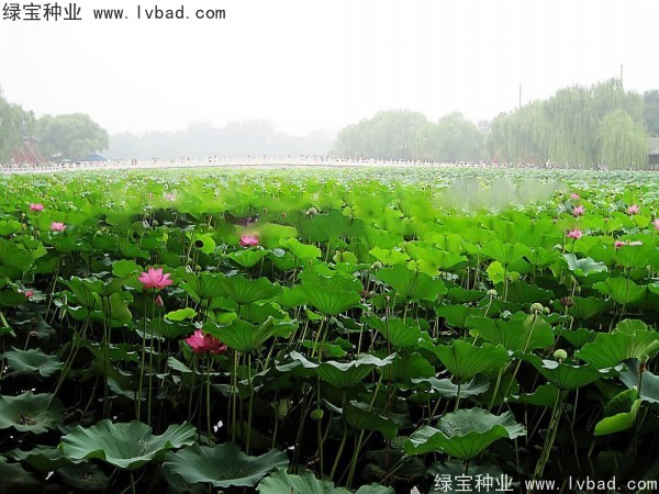 荷花图片