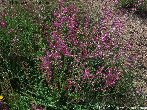 红豆草种子