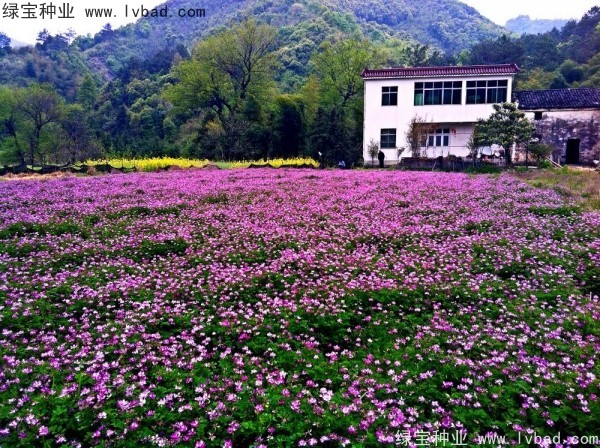 红花酢浆草种子