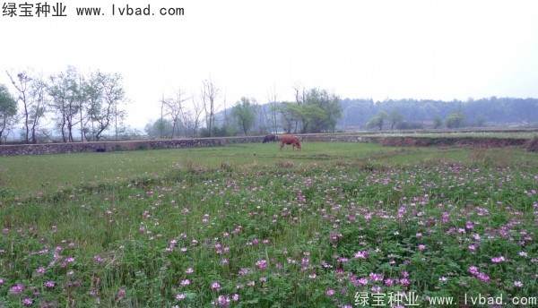 <a href='https://www.lvbad.com/yaocaizhongzi/2335.html' target='_blank'>红花</a>酢浆草种子