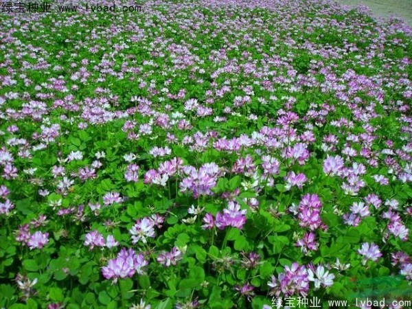 <a href='https://www.lvbad.com/caohuazhongzi/1064.html' target='_blank'>红花酢浆草</a><a href='https://www.lvbad.com/' target='_blank'>种子</a>