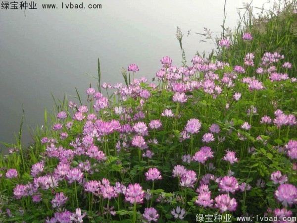 <a href='https://www.lvbad.com/yaocaizhongzi/2335.html' target='_blank'>红花</a>酢浆草<a href='https://www.lvbad.com/' target='_blank'>种子</a>