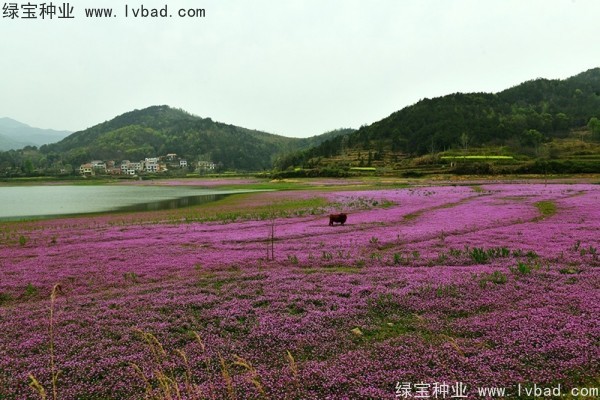 <a href='https://www.lvbad.com/caohuazhongzi/1064.html' target='_blank'>红花酢浆草</a>种子