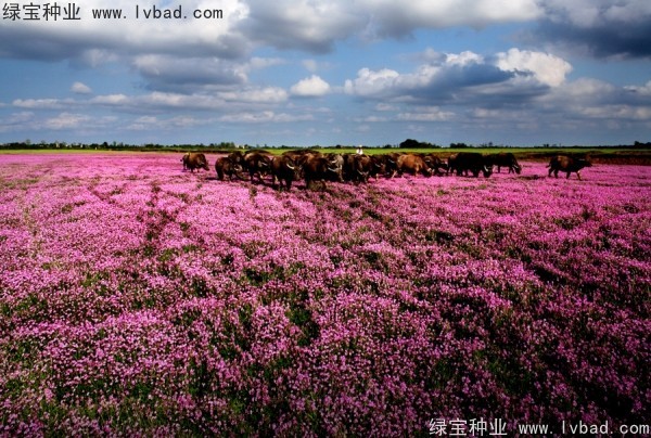 <a href='https://www.lvbad.com/yaocaizhongzi/2335.html' target='_blank'>红花</a>酢浆草<a href='https://www.lvbad.com/' target='_blank'>种子</a>