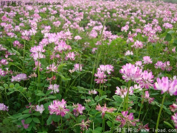 红花酢浆草种子