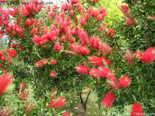 <a href='https://www.lvbad.com/caohuazhongzi/1065.html' target='_blank'>红千层种子</a>